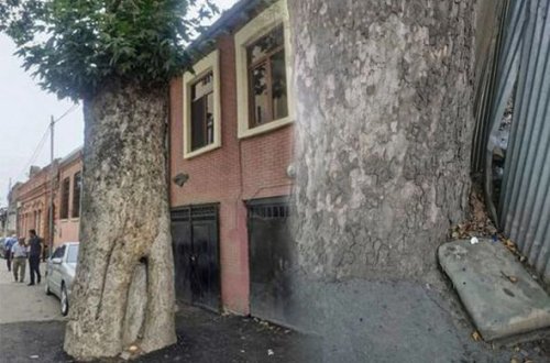 Gəncədə ağacların dibi betonlandı - FOTO