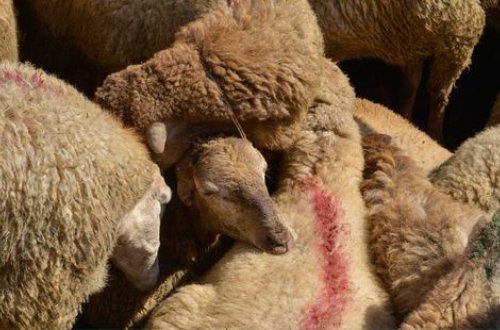 Qurban bayramında heyvan kəsimi və satışı xidmətlərini həyata keçirəcək obyektlər AÇIQLANDI - SİYAHI