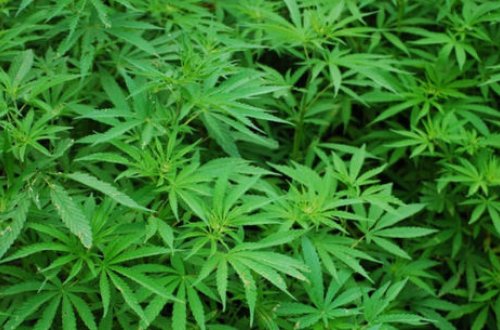 Во дворе дома жителя Астары обнаружены кусты конопли - ФОТО