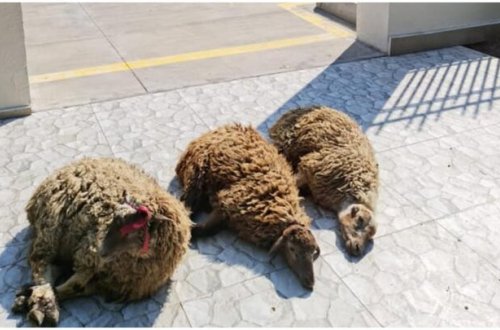 Kəlbəcərdə qurban kəsilib - FOTO