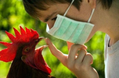 Hindistanda bu il ilk dəfə quş qripindən adam öldü