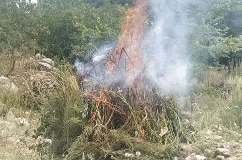 Qusarda bir tondan artıq çətənə kolu məhv edildi - FOTO