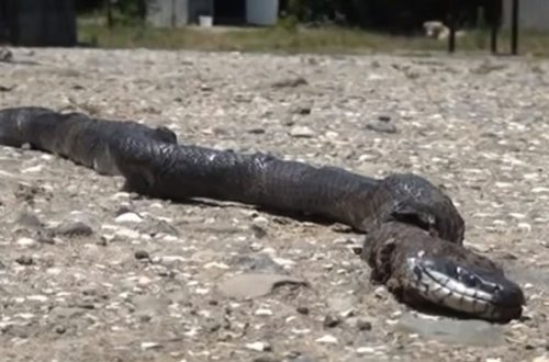 Şəkidə azyaşlını ilan sancdı