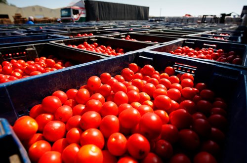 20 qəpiyə alınıb 80 qəpiyə satılan pomidor - Niyə bu qədər fərq var? - VİDEO