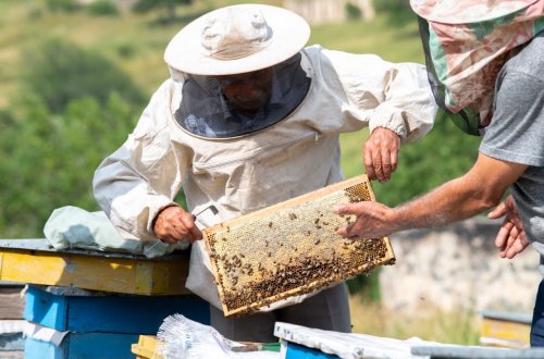 Kəlbəcərdən sonra Laçın yaylaqlarına da arıçılıq təsərrüfatlarının köçürülməsi təmin edilib