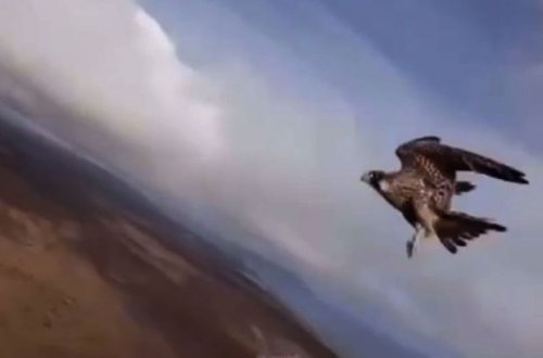 Şahin bloqerin dronunu oğurladı – VİDEO