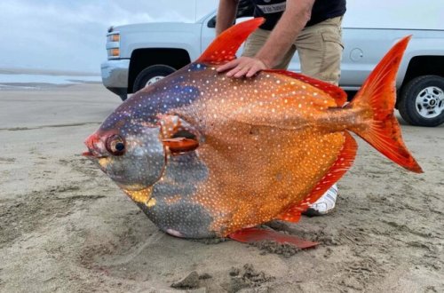Sahildə tapılan balıq görənləri MAT QOYDU - FOTO