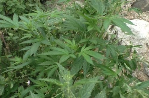 Qusarda qanunsuz narkotik yetişdirən şəxs saxlanıldı