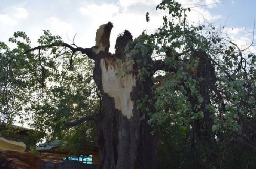 Сильный ветер в Баку вызвал проблемы - ФОТО