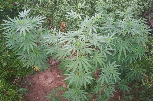 Goranboyda narkotik yetişdirən şəxs saxlanılıb - FOTO (ÖZƏL)