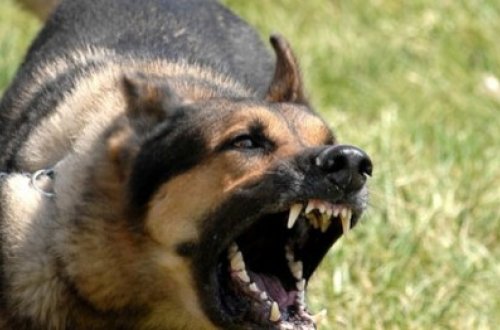 Daşkəsəndə 60 yaşlı qadını it parçaladı,vəziyyəti ağırdır