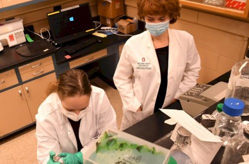 Dünyada dəhşətli virus yayıldı - MÜALİCƏSİ YOXDUR