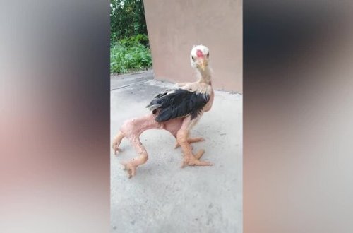 4 AYAQLI cücə görənləri MAT QOYDU - VİDEO