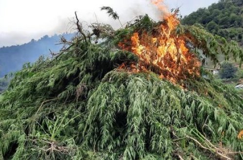 Gədəbəydə “Xaş-xaş-2021” əməliyyatı - FOTO