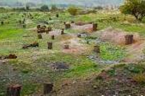 Ermənilərin Qarabağdakı meşə terroru: 54 min hektar məhv edilib