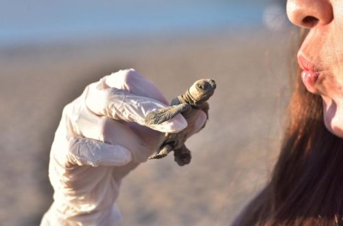 Antalyada yanğının qatı tüstüsü səmanı örtdü, bala tısbağalar yollarını itirdilər - FOTO/VİDEO