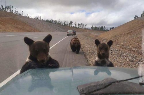 Meşə yanğınlarından qaçan ayılar insanlardan yardım istəyir - VİDEO