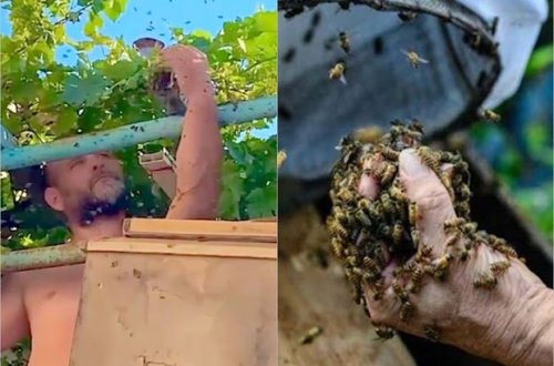 Arıçı yalın əllə vəhşi arıların pətəklərini topladı – VİDEO