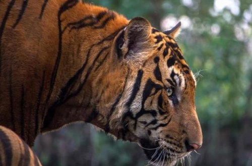 В Индии тигр растерзал фермера и утащил его тело в лес