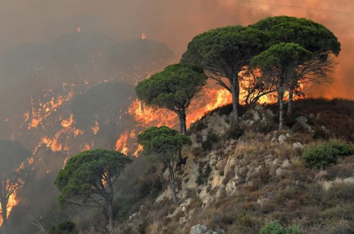 İtaliyada meşəni 80 yaşlı kişinin yandırdığı iddia olunur
