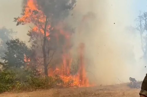 Yardımlıdakı meşə yanğınından yeni görüntülər (VİDEO)