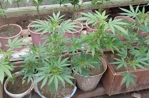 Gəncə sakinindən narkotik və silah aşkar edilib  - FOTO  (ÖZƏL)