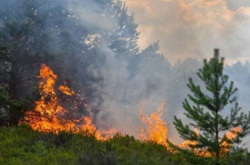 Azərbaycanda meşədə baş verən yanğın lokallaşdırıldı: Nazirlik rəsmisindən əhaliyə ÇAĞIRIŞ