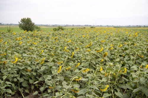 Günəbaxan sahələrində məhsul yığımına başlanıb