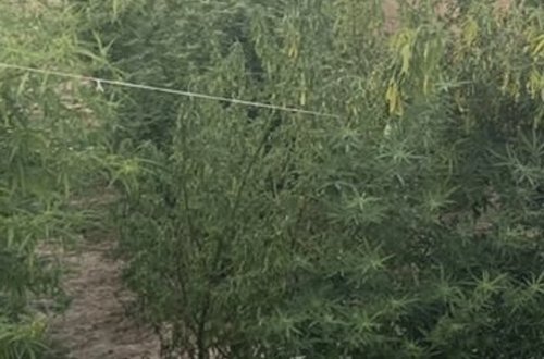 Yevlaxda çətənə bitkisinin kultivasiyası ilə məşğul olan şəxs saxlanılıb