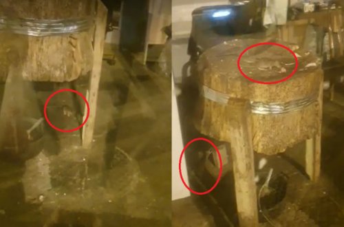 Bakıda ət dükanında iyrənc mənzərə: Siçanlar aləmi bir-birinə qatdı - VİDEO