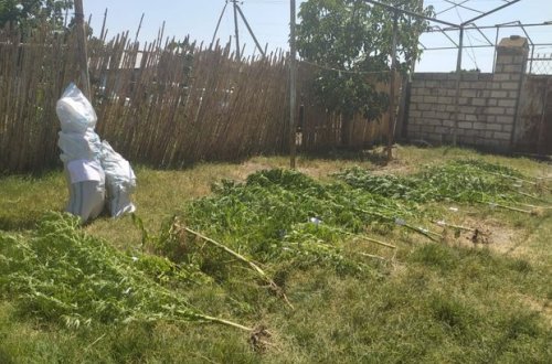 У жителя села Дяймядагылды обнаружена крупная партия наркотиков