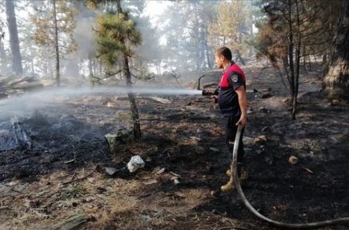 В Турции локализовано 196 из 208 лесных пожаров