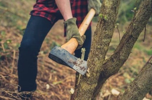 Bakıda ağaclara qənim kəsilən şirkətin işi nəzarətə götürüldü