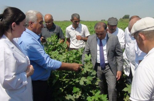 Azərbaycanda nüvə enerjisi tətbiq olunan pambıq toxumlarından yüksək nəticə əldə olunub