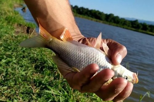 Qanunsuz balıq ovlayan şəxslər cəzalandırılıb