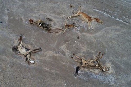 Anomal istilər Qazaxıstan çöllərini heyvanlar üçün məzarlığa çevirdi