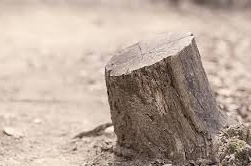 Bakıda ağacları məhv edən şirkət cəzalandırıldı - RƏSMİ