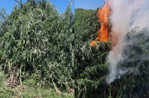 Yabanı halda bitən 2 tondan artıq çətənə kolu məhv edilib - FOTO