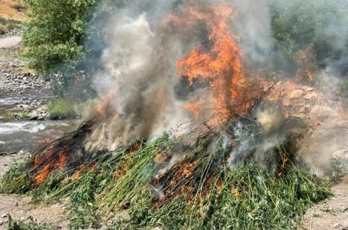 Qaxda bir tondan çox çətənə kolu məhv edildi - FOTO