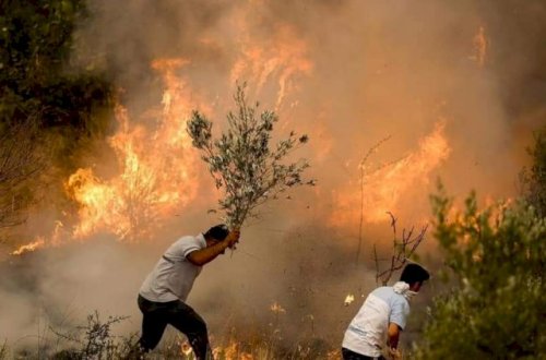 “Türkiyədə baş verən bütün yanğınlar nəzarət altına alınıb“ - Nazir