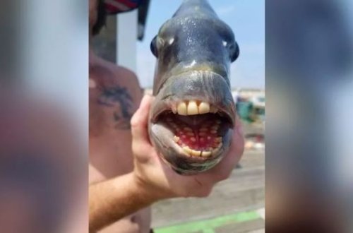 Balıqçının qarmağına düşən “insan dişli” balıq təəccüb doğurdu - FOTO