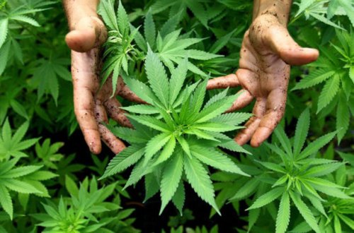 Neftçala sakinindən külli miqdarda narkotik aşkar edildi