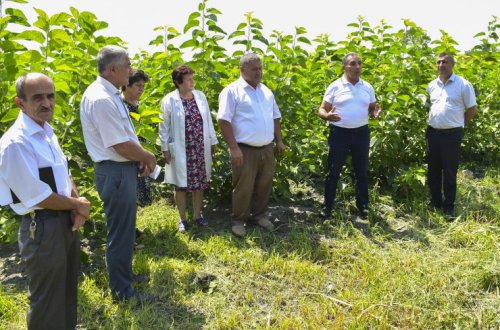 Bu il 25 rayonda tut ipəkqurdunun ikinci yemlənməsi həyata keçiriləcək