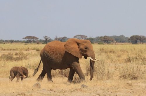 Çin hökuməti köç edən fillərə görə milyonlarla dollar ziyana düşüb - VİDEO