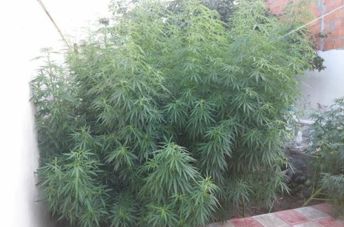 Həyətində çətənə kolu əkən şəxs saxlanıldı - FOTO