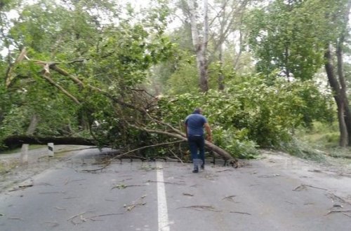В Огузском районе дорога очищена от сваленных сильным ветром деревьев - ОБНОВЛЕНО + ФОТО