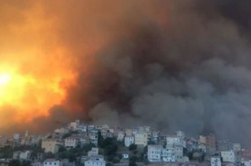 Более 40 человек погибли в Алжире из-за лесных пожаров