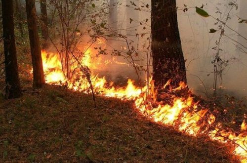 Bakıda yanğın: 40-dan çox şam ağacı məhv oldu - YENİLƏNİB