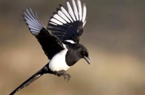 Sağsağan 5 aylıq uşağa hücum etdi - Körpə öldü