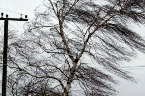 Daşkəsəndə güclü külək: Ağacların budaqları sındı, işıq kəsildi...